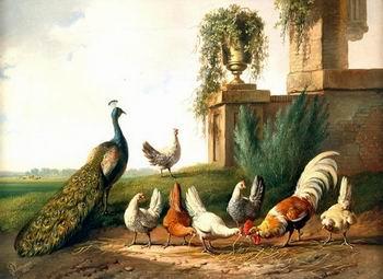 unknow artist Cocks and  Peafowl 060 oil painting picture